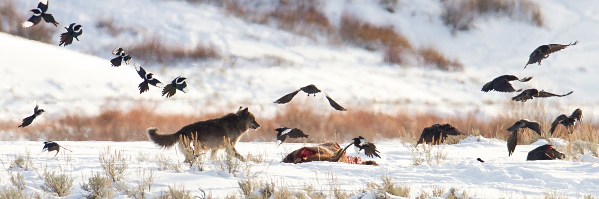How to See Wolves in Yellowstone National Park
